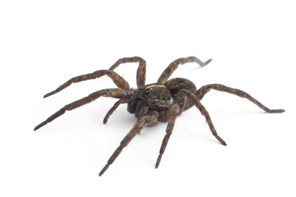 Field Wolf Spider (Arachnids of Ohio) ·