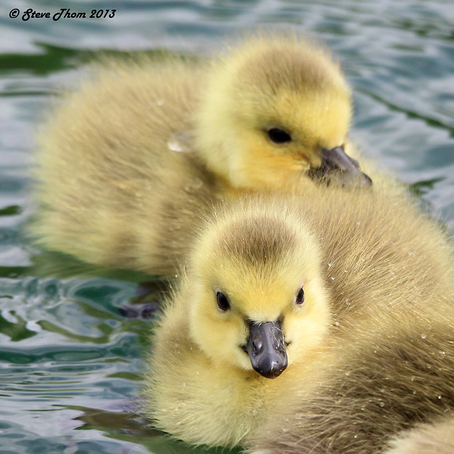 129 of 365 Canada goose chicks Flickr Photo Sharing!
