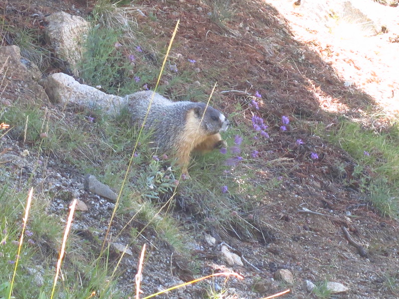 JMT Day 17 Bonking on Glen, and Snickers to the rescue alice hikes