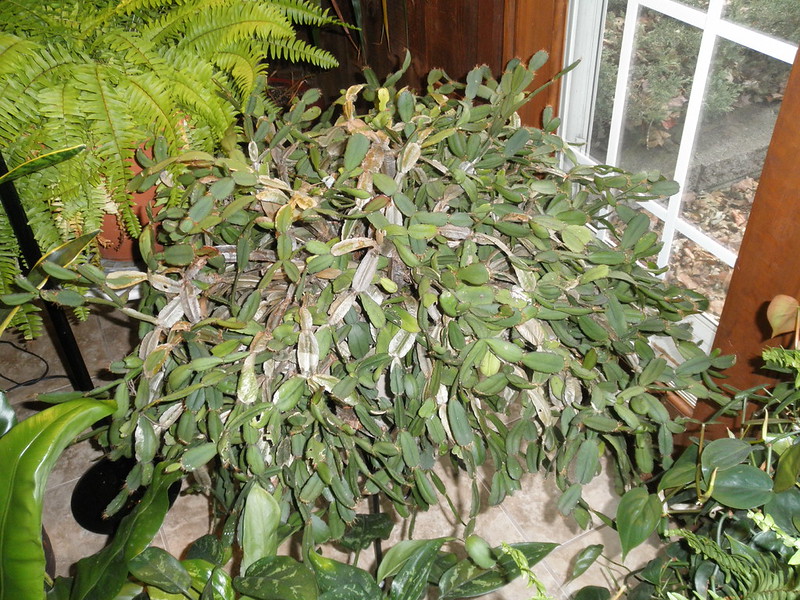 An old Christmas Cactus