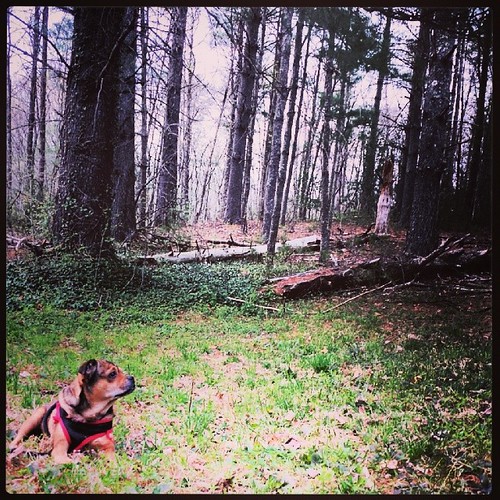 Elevation of Old Fort, NC, USA Topographic Map Altitude Map