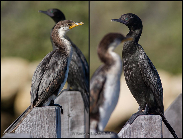 Sigma 150 500mm Birds In Backyards