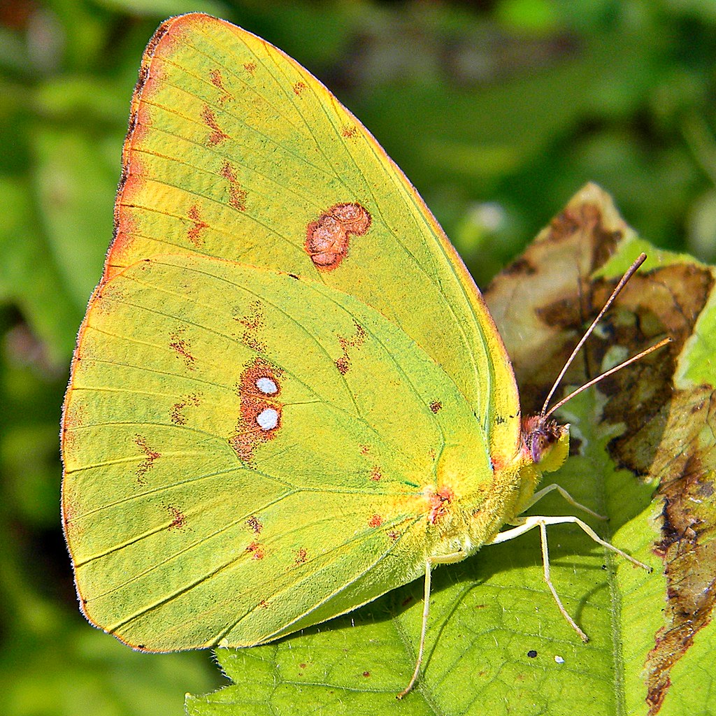 Cloudless Sulphur (Butterflies of Central Texas) ·