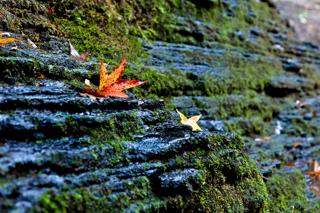 Rose Bud, AR, USA Sunrise Sunset Times