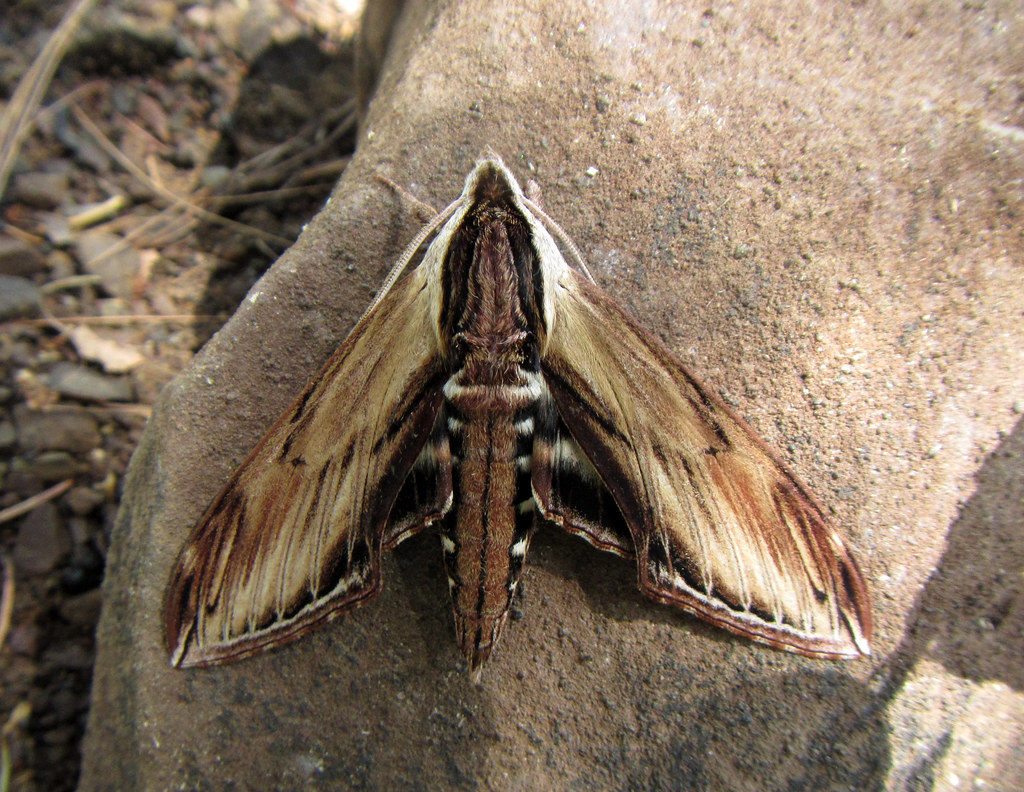 Laurel sphinx moth Sphinx kalmiae; New Germany State Park,… Flickr