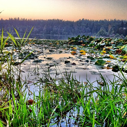 Elevation of Roy, WA, USA Topographic Map Altitude Map
