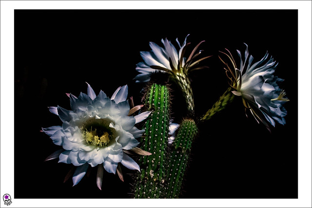 Cactus floreciendo en la noche Flickr Photo Sharing!