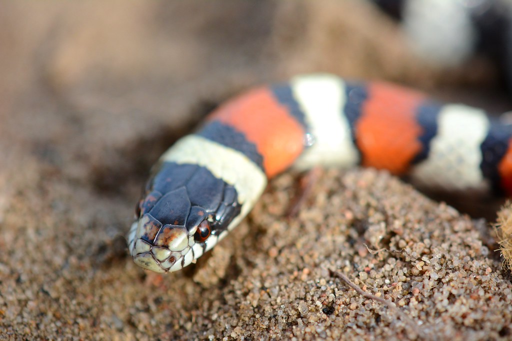 Western Milksnake (A Guide to Snakes of Southeast Texas) ·