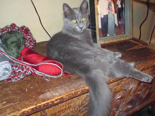 Nebelung Cat Pictures and Information