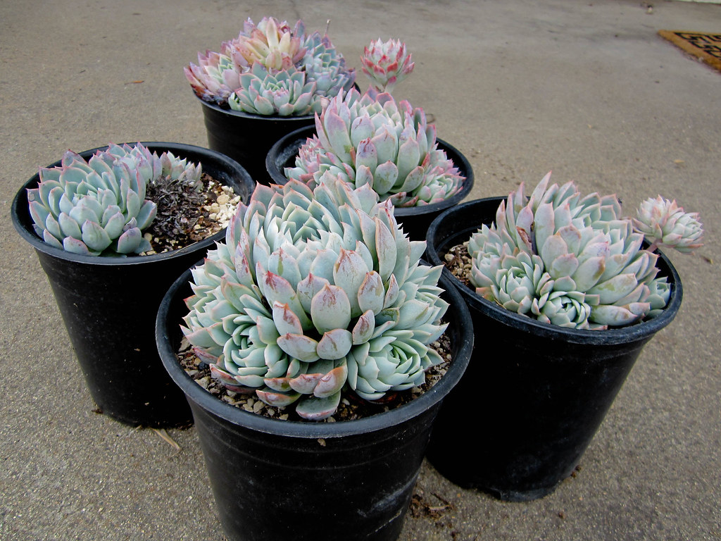Echeveria Propagation Garden Propaganda