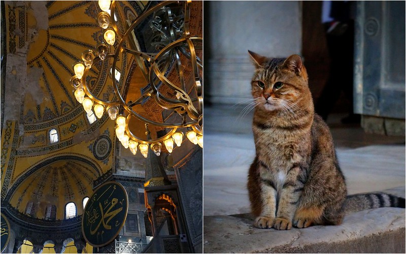 Istanbul's Stray Cats in Photos