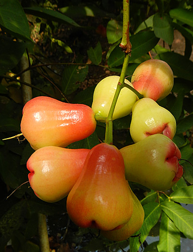 More Tropical Fruits From Vietnam The Rose Apple Or Water Apple Albatz Travel Adventures