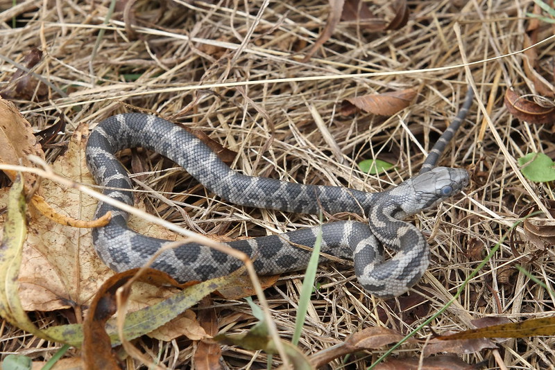Young Rat Snake, Tennessee Wildlife in forums