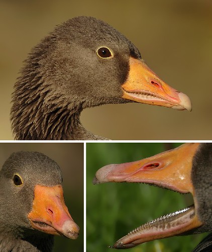 What’s Inside Your Bird’s Mouth?