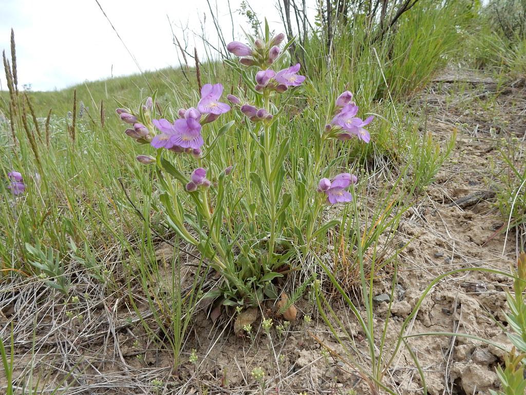 Bozeman Deaconess Hospital Map Montana Mapcarta