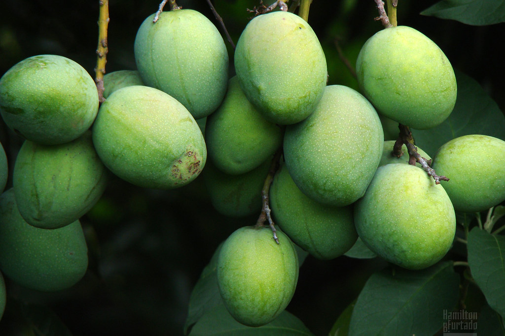 Manga Mango » BrasilienPortal