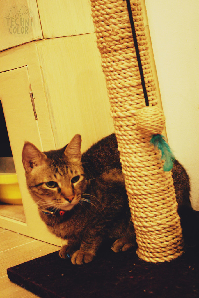 Cat Cafe Manila Officially Opens Today! Bettina Bacani