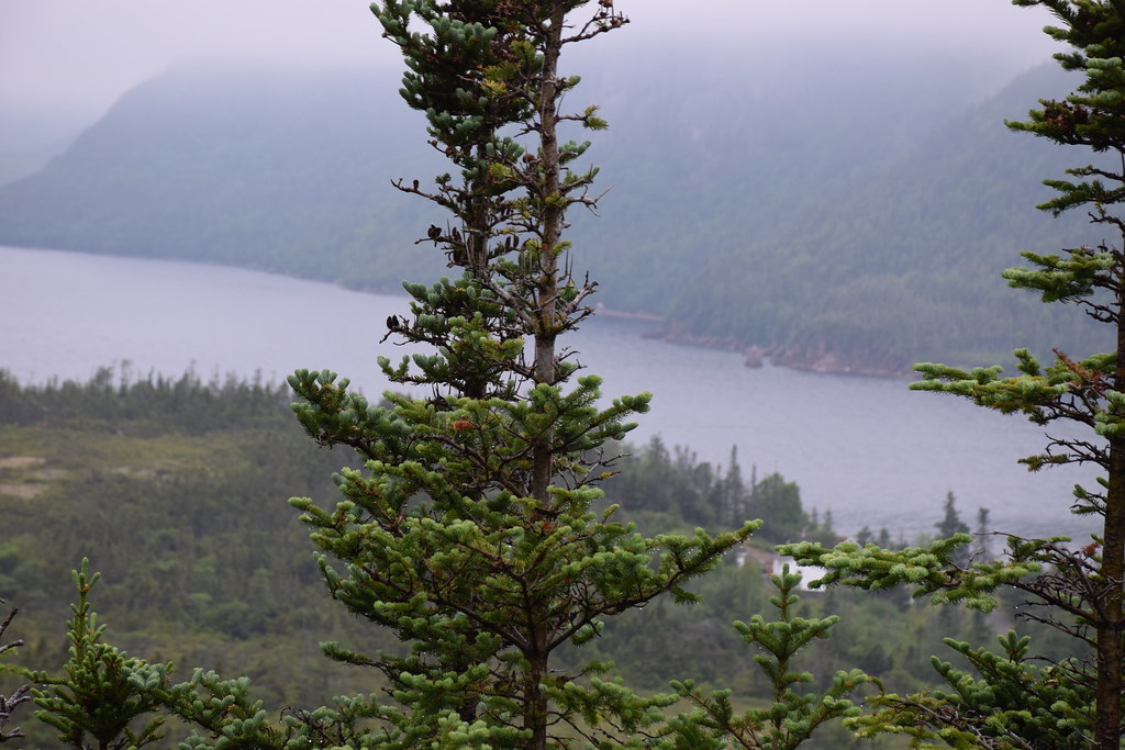 Tickle Head Map Newfoundland and Labrador Mapcarta