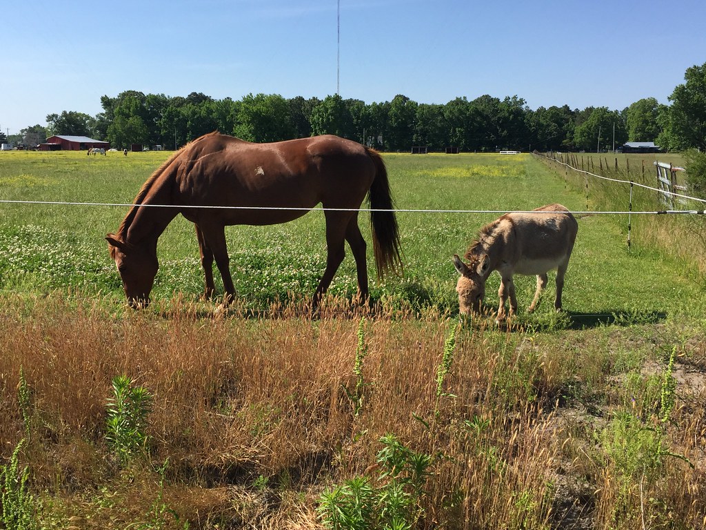 Elevation of Elizabeth City, NC, USA Topographic Map Altitude Map