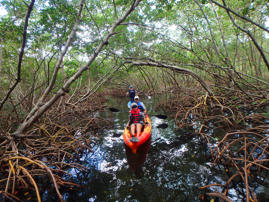 Private tour at The Lido Mangrove Tunnels 5415 SURFit USA SUP and
