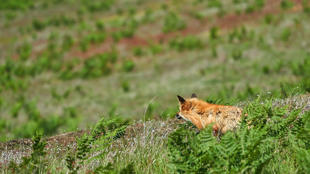 Family of foxes hunting rabbit A6000 + SEL70200F4