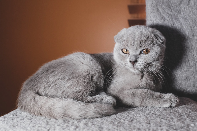Scottish Fold Cat Pictures and Information