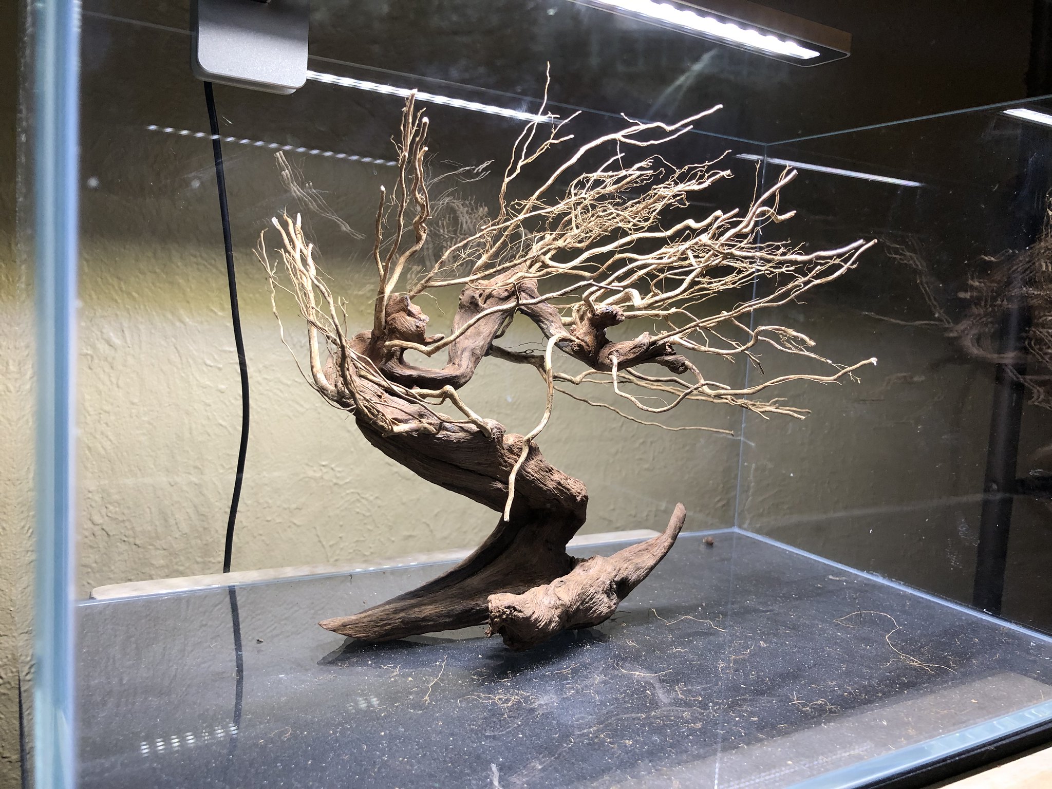My first attempt at a Bonsai tree aquascape. The Planted Tank Forum