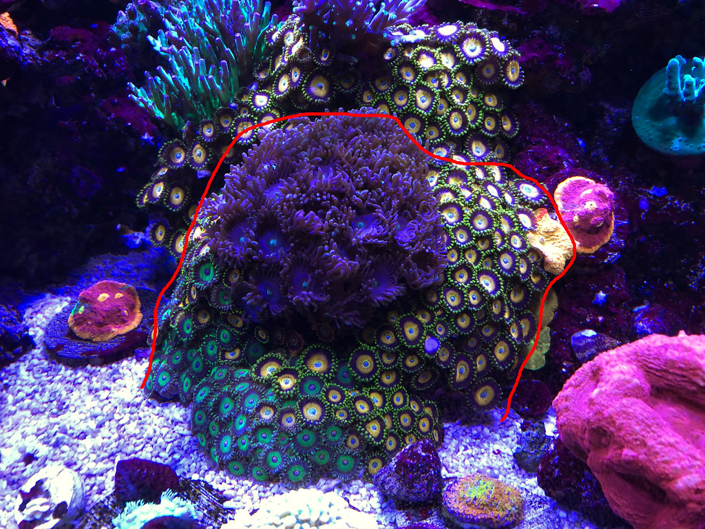 large zoa rock with jawbreaker