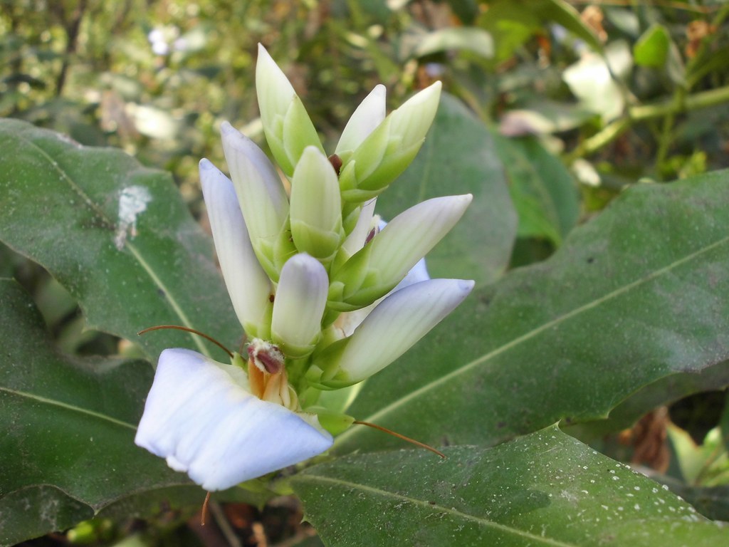 Khasiat Buah Jeruju Pengobatan dan Khasiat Herbal