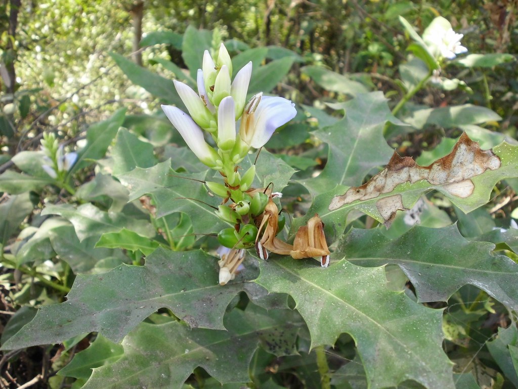 Khasiat Buah Jeruju Pengobatan dan Khasiat Herbal