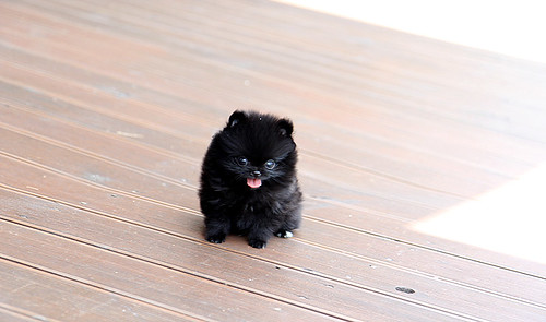 Chic black teacup pomeranian puppy a photo on Flickriver