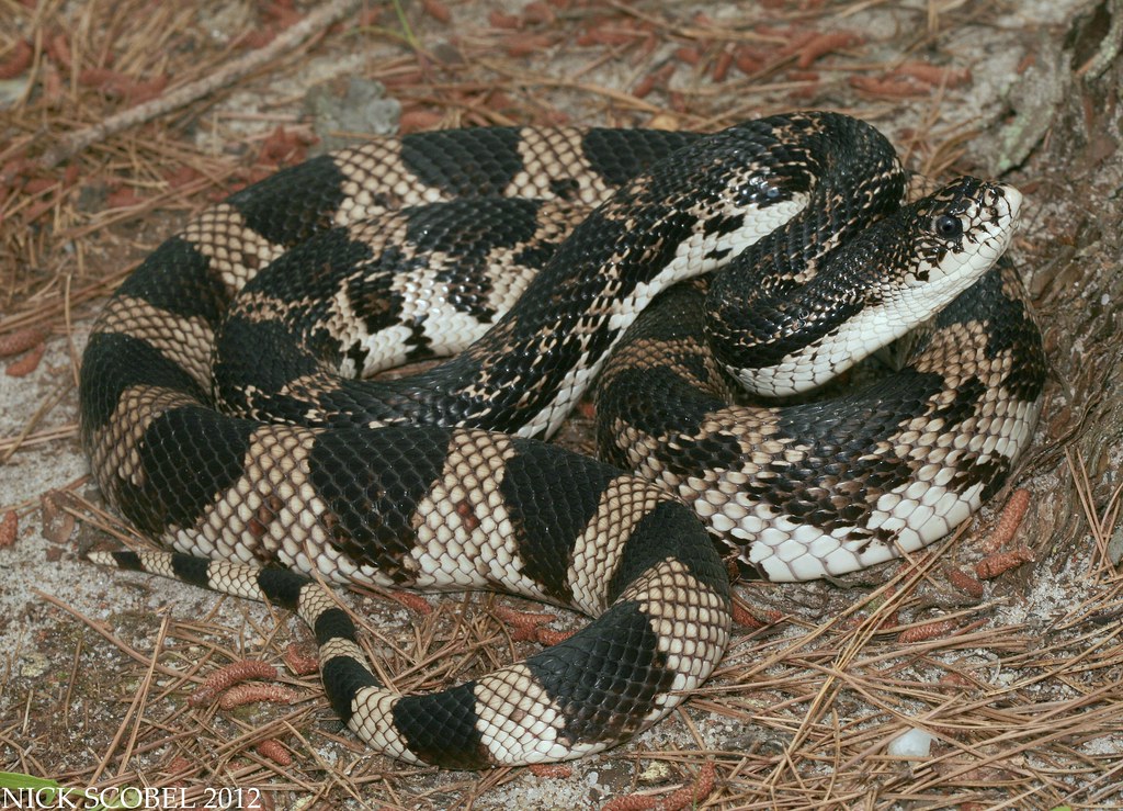 Northern Pine Snake Pituophis melanoleucus melanoleucus Ju… Flickr