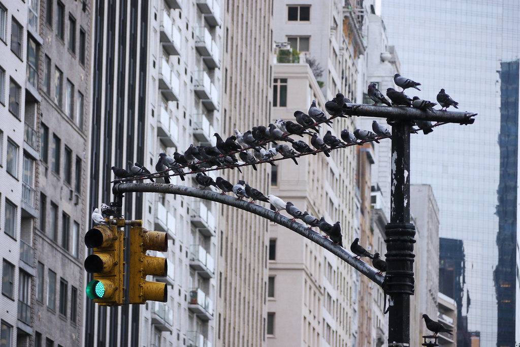 Photograph of the Week Traffic Light, NYC
