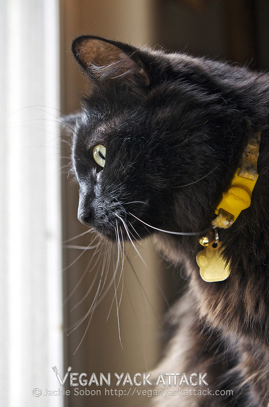 Get Can Cats Eat Mint Chocolate Chip Ice Cream Gif Pet My Favourite