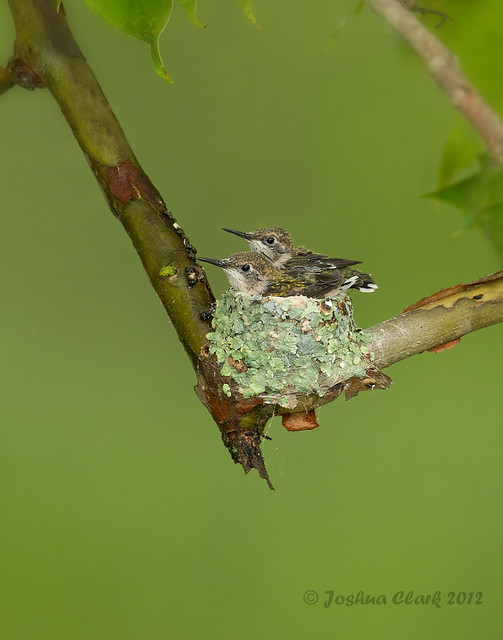 RubyThroated Hummingbirds nest Flickr Photo Sharing!