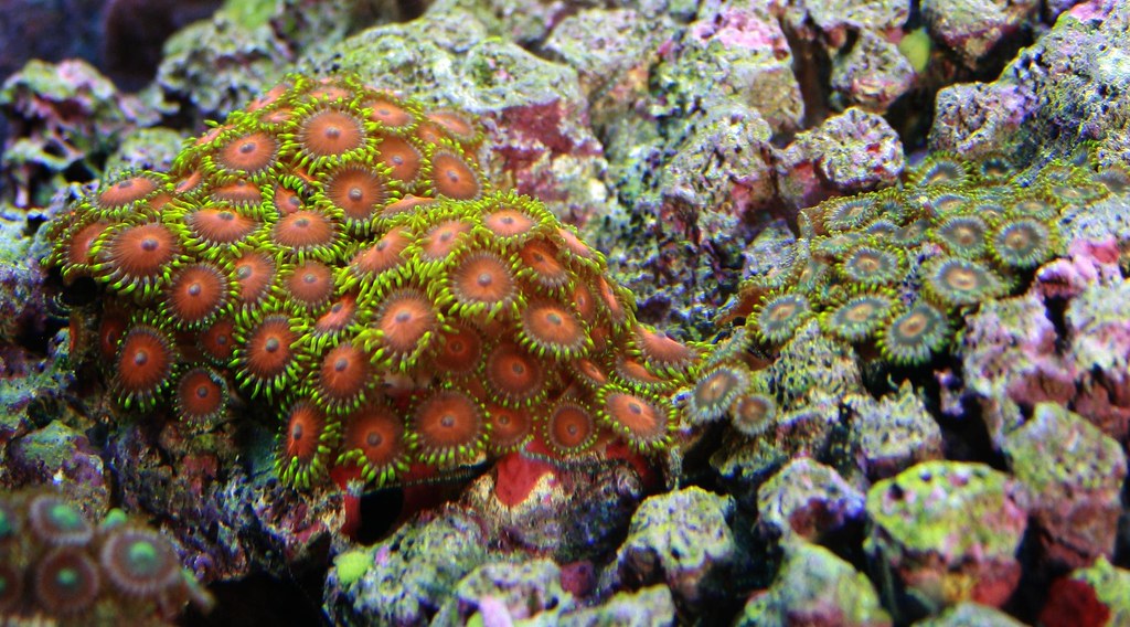 What are some fast growing zoas? Reef Central Online Community