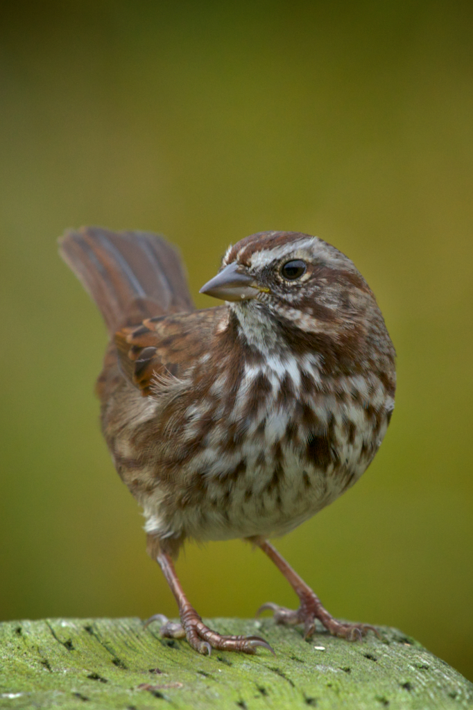 Song Sparrow Urban Nova Scotia Birds) · iNaturalist.ca