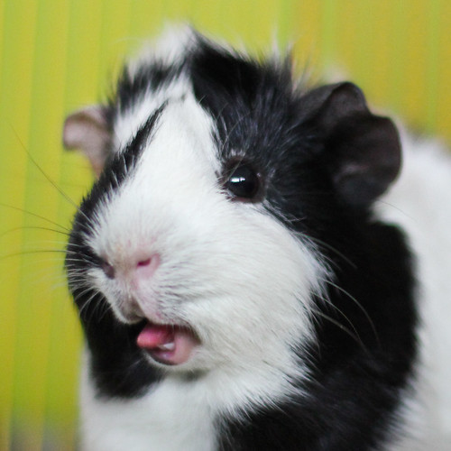 The Guinea Pig Daily Piggie Tongue!