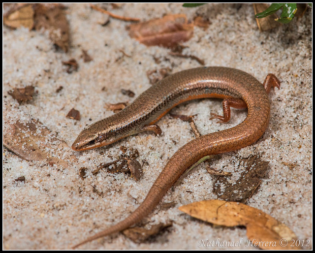 Bluetailed Mole Skink (Plestiodon egregius lividus