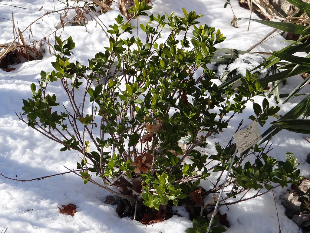 Extreme Broadleaved Evergreens Powell Gardens, Kansas City’s