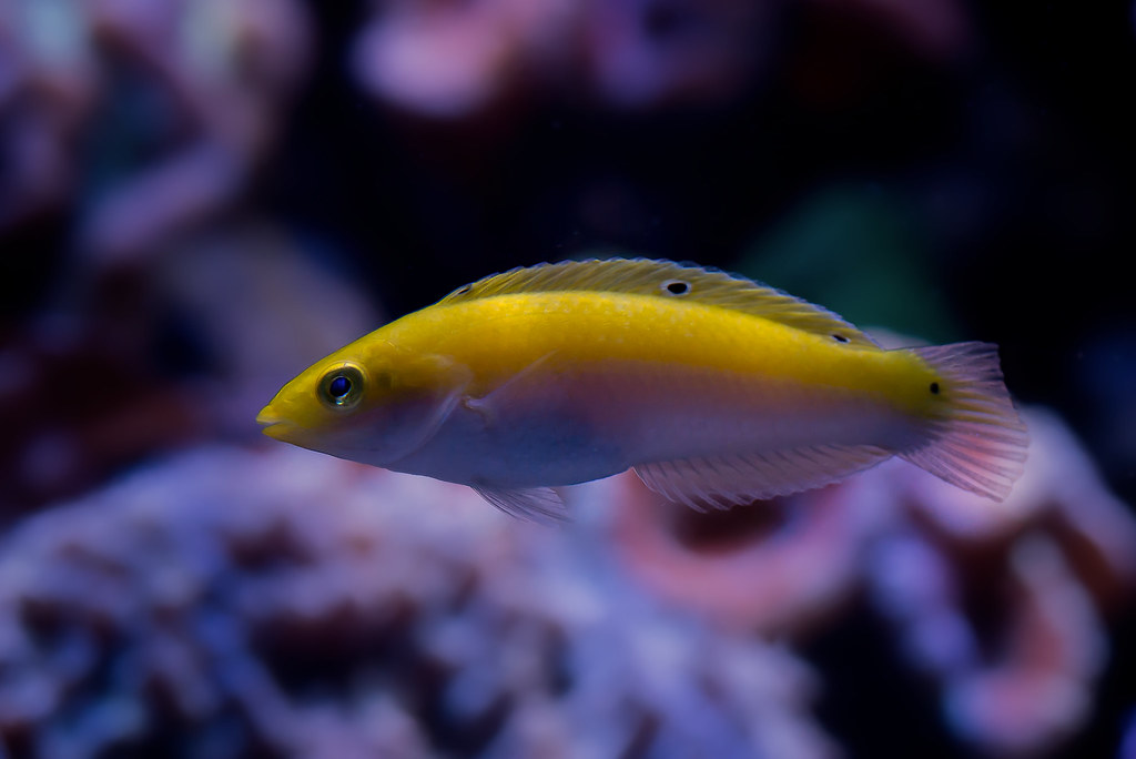 Share Photos of Your Fish Page 2 Reef Central Online Community