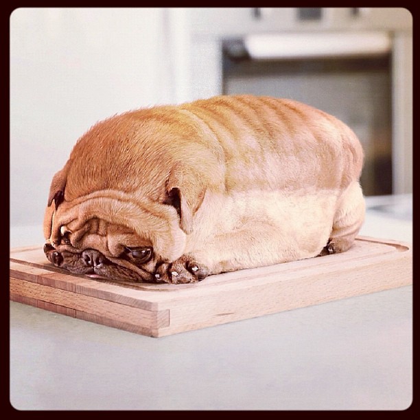 Omfg what pug loaf bread food omg dog cute 
