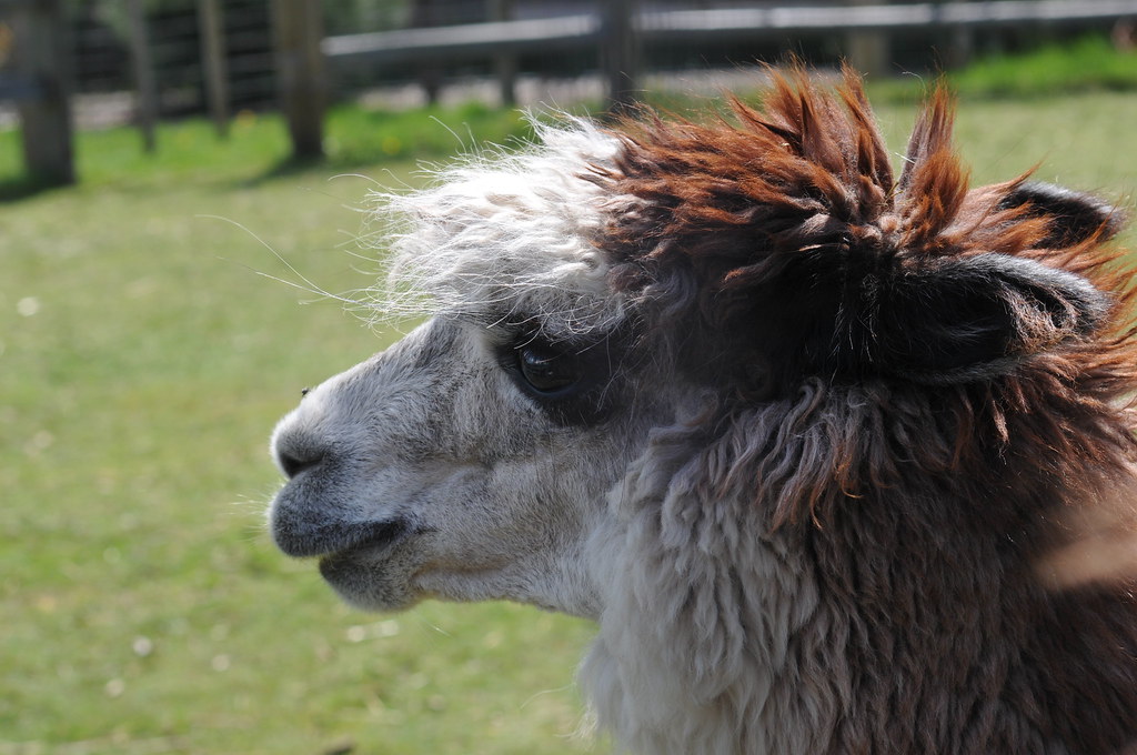 Alpaca Alpaca herd. Free to use as stock images under foll… Flickr