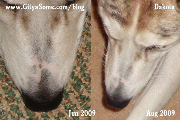 Dog Nose Changing Colors Flickr Photo Sharing!