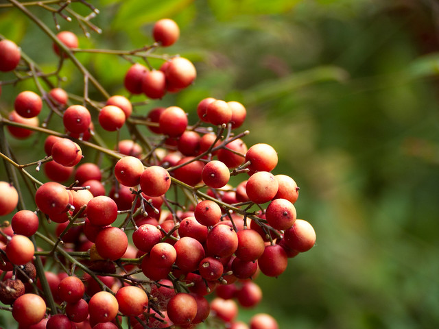 55 Berry Rich In Antioxidants Crossword Crossword Clue