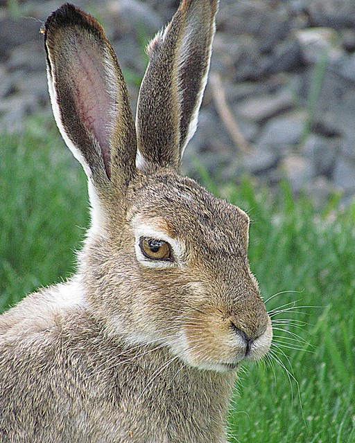 Whitetailed Jackrabbit (Lepus townsendii) a photo on