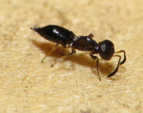 Jersey Bug's Photography thread Ant Mimicry and look alikes!!! in