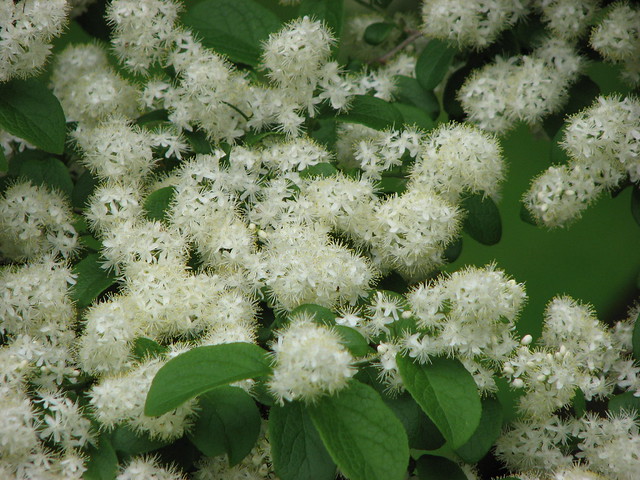 fuzzy white flowers at the new york botanical gardens By