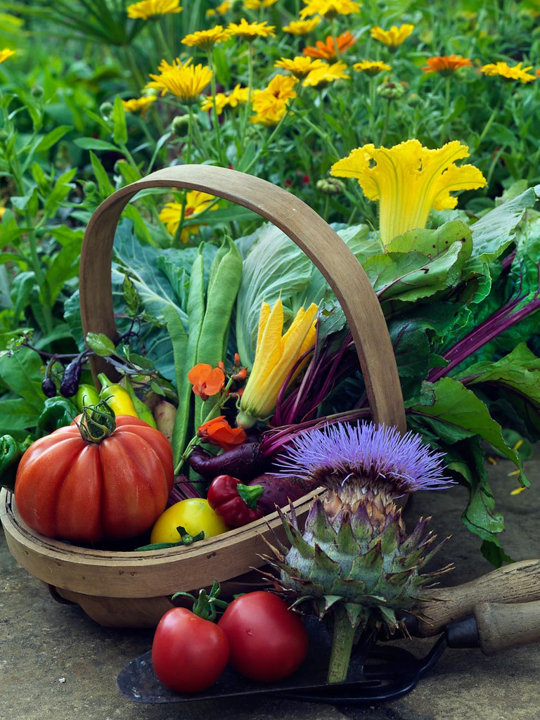 Heritage vegetables Trug of harvested heritage vegetables … Flickr