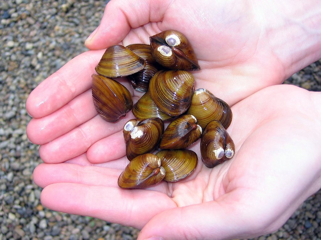 corbicula For more information on this invasive clam, chec… Flickr